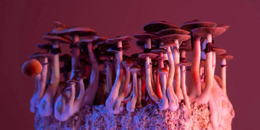 The Benefits of Microdosing Mushrooms awfullygoodco